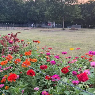 Pick your own flowers