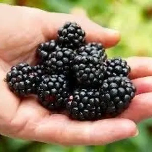 We have Ponca blackberries! The sweetest variety ever made!  You have to try them!