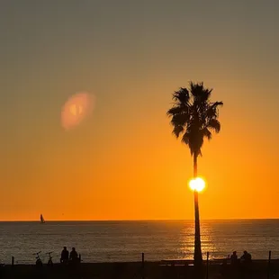 a palm tree on the beach