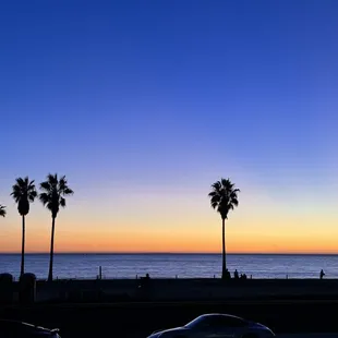 palm trees and the ocean