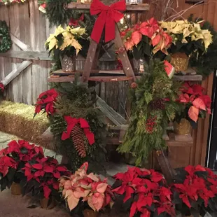 Great assortment of poinsettias