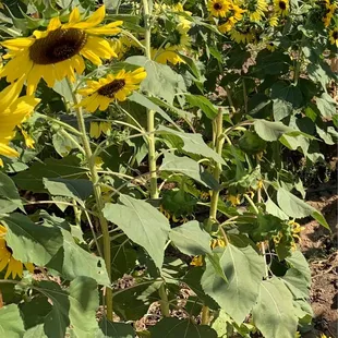 There's currently a sunflower maze at Sunshine's Farm!