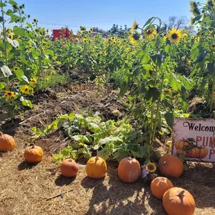 pumpkins and sunflowers