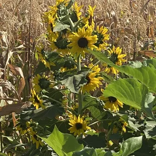 a field of sunflowers