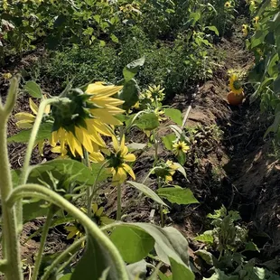 Sunflowers forever here