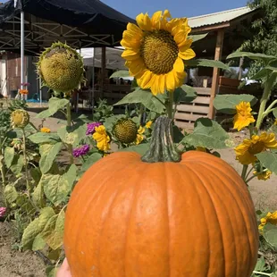 Loved the sunflowers!