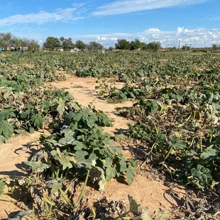 Entire pumpkin field completely empty of harvestable pumpkins.