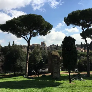 Ancient trees in Roma