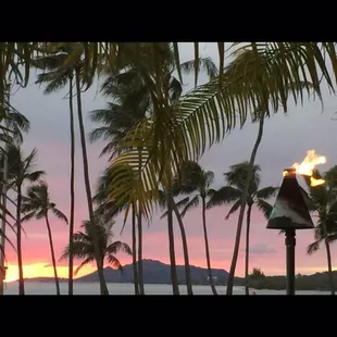 Palm Trees in Hawaii! I never get over Palm Trees!