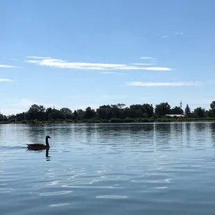 Lake, goose