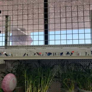 Fishes kept in tiny plastic containers. Some were dead.