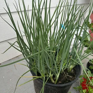 Green onions for $10