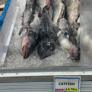 Catfish