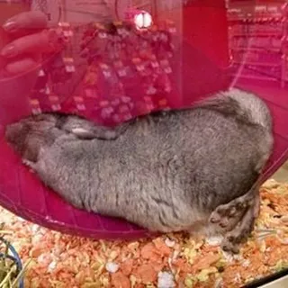 M C.