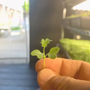 Kale microgreen