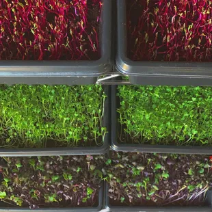 Add color to your dishes