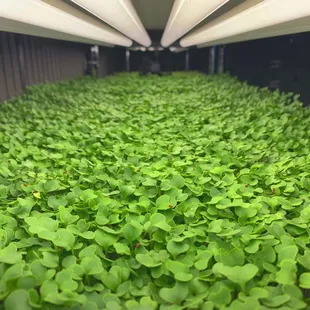 A canopy of brocolli