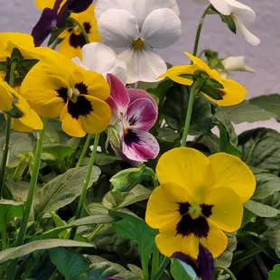 Edible flowers