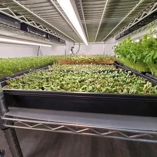 New crops popping up!