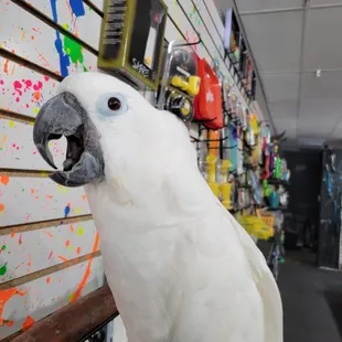  a cockatoo perched on a perch