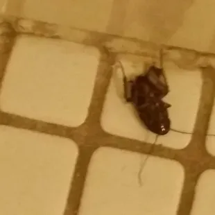 This is the dead roach. . Finally dead.  It would not die.  Seriously, it refused to die.