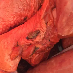 a close up of a bee on a piece of meat