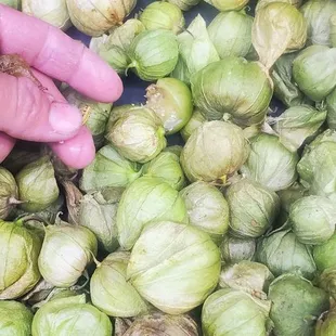 Gusanos en los tomatillos segun los ellos los cambian todos los dias