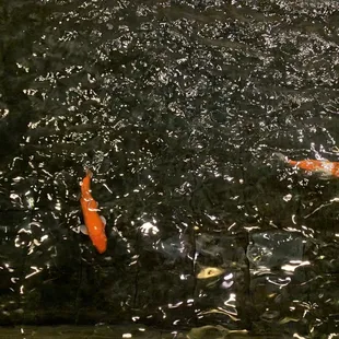 two koi fish swimming in a pond
