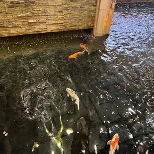 ramen and noodles, interior