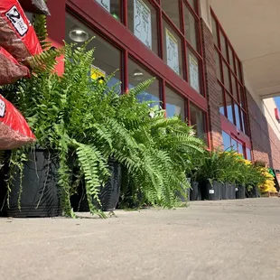 Plants out front