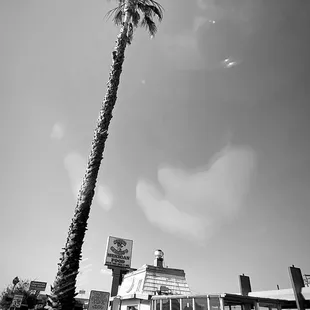 a black and white photo of a palm tree