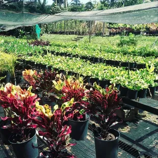 Super Value Nurseries