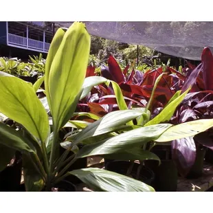 Variety of Ti Leaf Plants - Ranging in price and color - from $3. to $15.