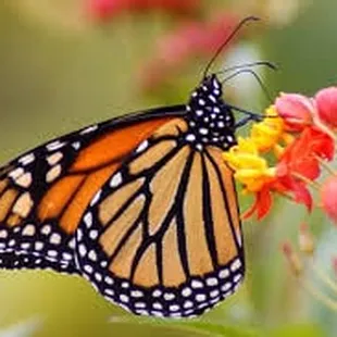 TROPICAL MILK-WEED PLANTS. Bound to attract Monarch Butterflies.