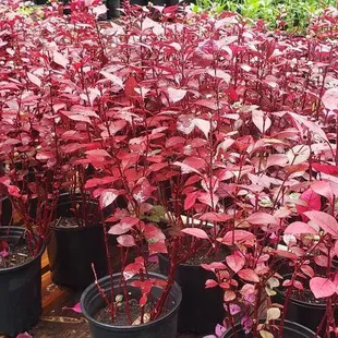 "LITTLE RUBY" 
[Or "Joy Weed"]
$8.