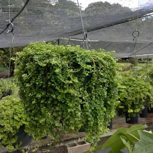 BABY'S TEARS. HANGING BASKET.