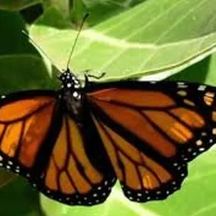 CROWN FLOWER. Host plant to Monarch Butterflies.