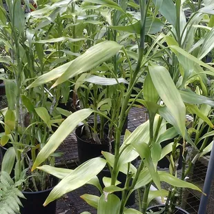 LUCKY BAMBOO. Makes a great indoor  [or outdoor] plant -  to purify the environment.