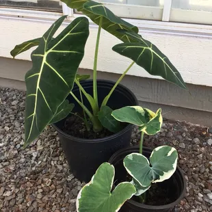 --Alocasia(Velvet leaf plant) left