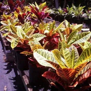 VARIOUS CROTON PLANTS.