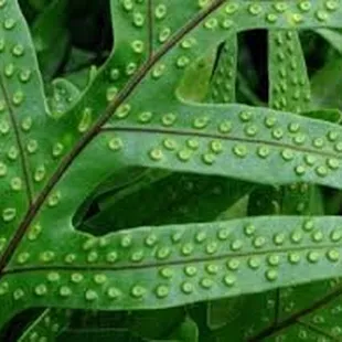 LAUA'E FERNS. Great zero maintenance and inexpensive ground cover.