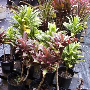 MINI-TI PLANTS. [ KAHILI ].