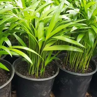 YOUNG ARECA PALMS,
$8. Each...
Reduced Price
[Limited time only].