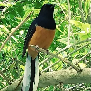 My wild singing companion - follows me around the nursery and feeds from my hand.