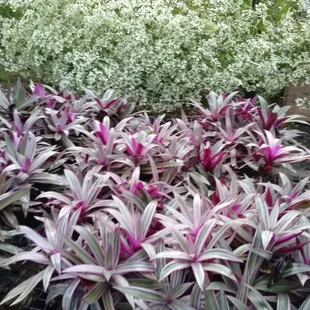 MOSES IN A BOAT....  Zero maintenance ground-cover.