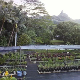 Super Value Nursery -  seen from above - Olomana Peak in the distance.