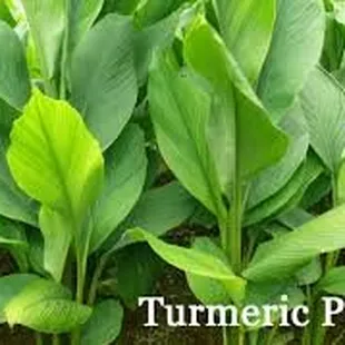 TURMERIC - KNOWN LOCALLY AS 'OLENA. Very beneficial plant for food and medicine.