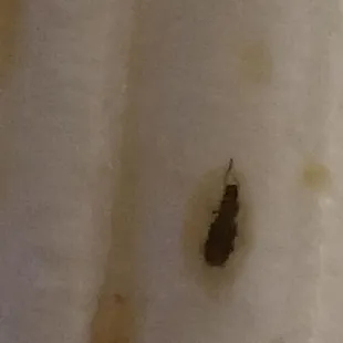 This is what I found in my food.... they should be closed down. DISGUSTING.