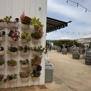 Side of cafe with succulents