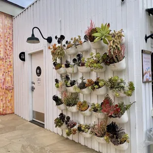 Succulent wall